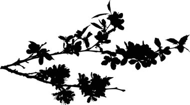 Beyaz arka plan üzerinde izole kiraz ağacı çiçek şekil