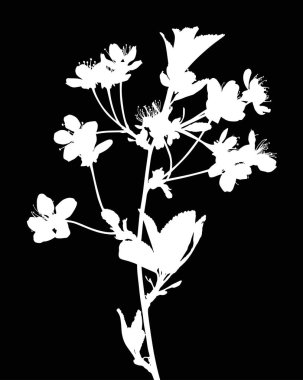 siyah arka plan üzerine izole kiraz ağacı çiçek şekil