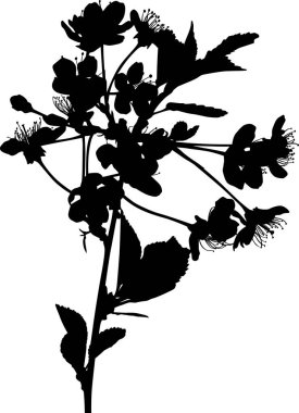 Beyaz arka plan üzerinde izole kiraz ağacı çiçek şekil