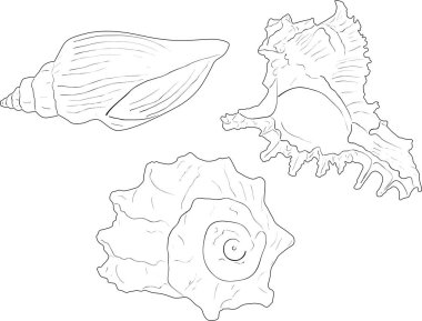 üç siyah shellfishes ile illüstrasyon izole üzerinde beyaz arka plan skeçler