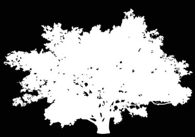 Siyah arkaplanda beyaz meşe ile izole edilmiş resimler