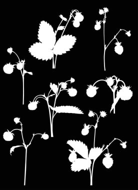 yabani çilek dizi illüstrasyon siluet siyah arka plan üzerine izole şubeleri