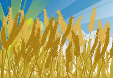 illüstrasyon mavi gökyüzünün altında buğday alanı ile