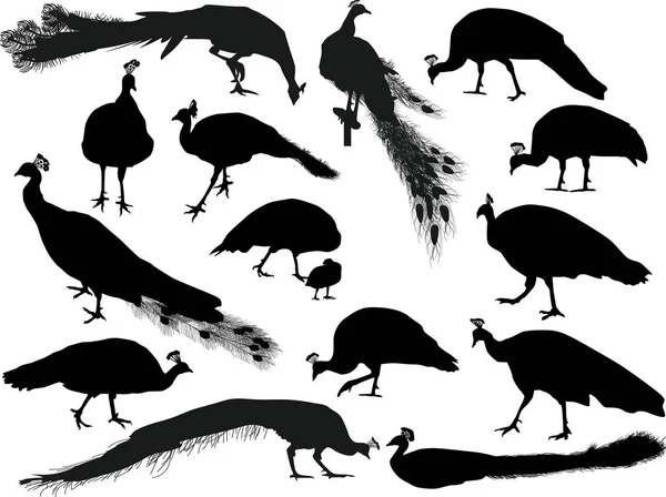 Illustration Peacocks Silhouettes Isolated White Background — Stock Vector