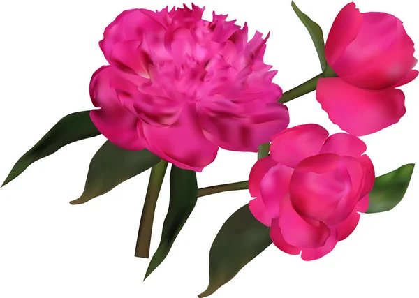 Illustration Avec Groupe Fleurs Pivoine Rose Isolées Sur Fond Blanc — Image vectorielle