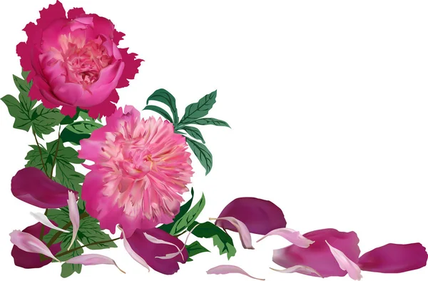 Illustrazione Con Gruppo Fiori Peonia Rossi Isolati Sfondo Bianco — Vettoriale Stock