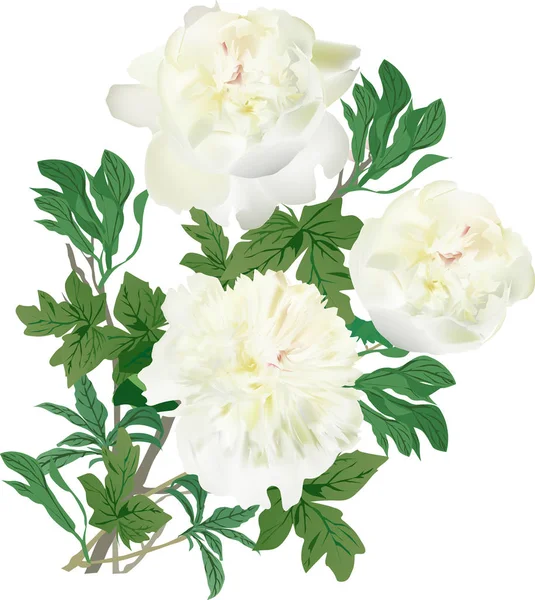 Illustration Avec Groupe Fleurs Pivoine Légère Isolées Sur Fond Blanc — Image vectorielle