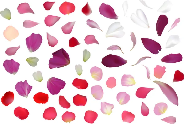 Illustration Rose Petals Isolated White Background — Stock Vector