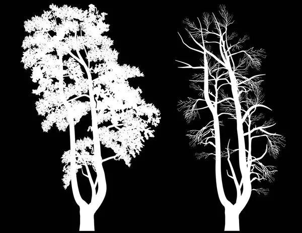插图与白色松树剪影查出的黑色 Bacgkround — 图库矢量图片