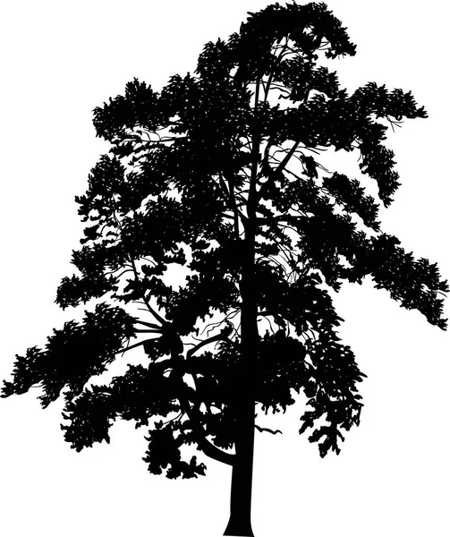 Иллюстрация Единственным Черным Сосновым Силуэтом Изолированным Белом Бакккруге — стоковый вектор