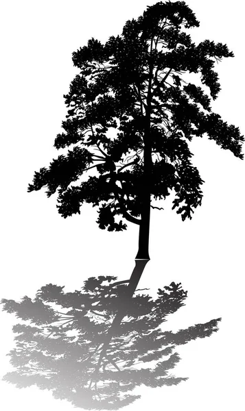 Illustration Mit Einzelner Schwarzer Kiefernsilhouette Isoliert Auf Weißem Speck — Stockvektor