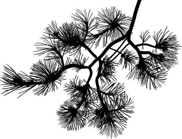黑根松枝 孤立的白色背景上的插图 — 图库矢量图片