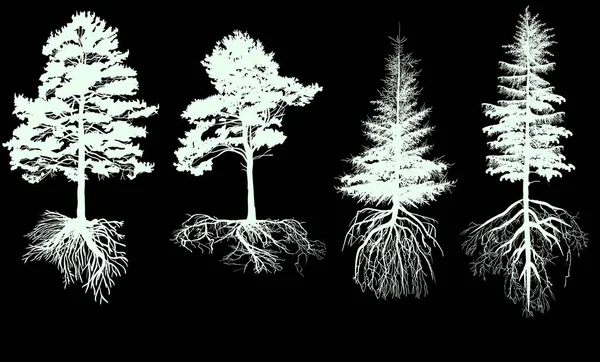 Illustratie Met Pine Tree Silhouetten Geïsoleerd Zwarte Achtergrond — Stockvector