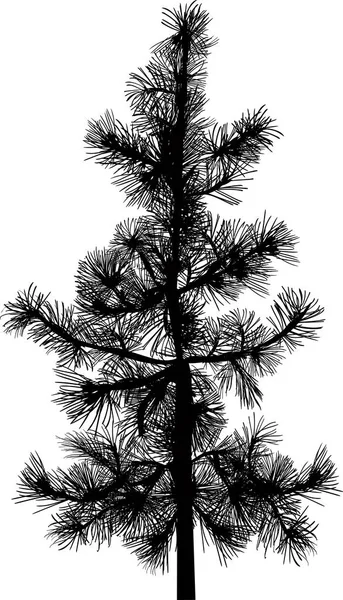 Illustration Single Black Pine Silhouette Isolated White Bacgkround — Stock Vector
