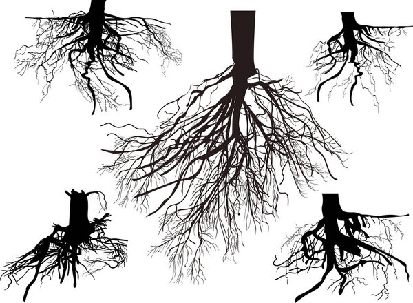 illustration with set of black roots isolated on white background