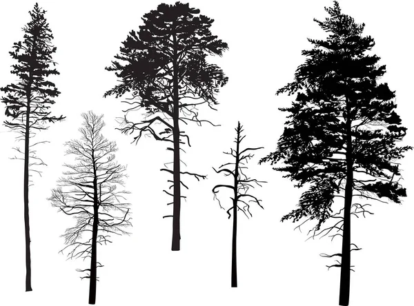 Illustration Pine Silhouettes Isolated White Background — Stock Vector