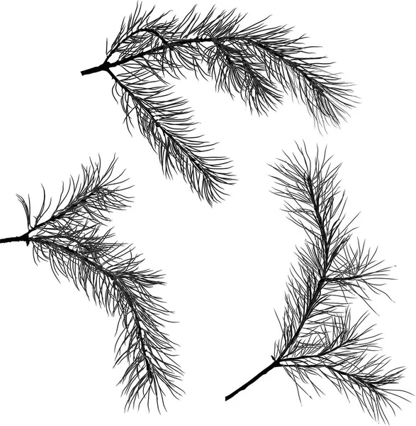 插图与松树树枝查出的白色背景 — 图库矢量图片