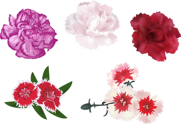 Illusztráció Rózsaszín Virágok Elszigetelt Fehér Háttér — Stock Vector