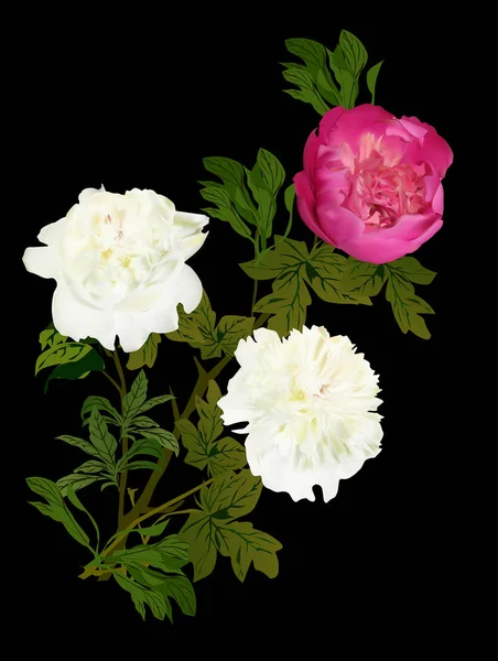 Illustration Mit Einer Gruppe Von Drei Pfingstrosenblüten Isoliert Auf Schwarzem — Stockvektor