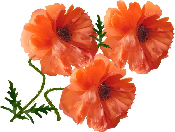 Illustration Three Poppy Flowers Isolated White Background — Stock Vector
