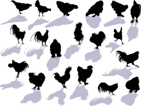 Illustrazione Con Silhouette Pollo Isolate Sfondo Bianco — Vettoriale Stock