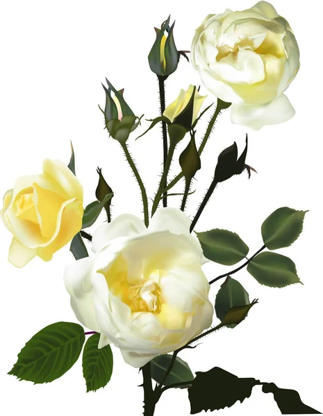 Illustrazione Con Rose Gialle Isolate Sfondo Bianco — Vettoriale Stock