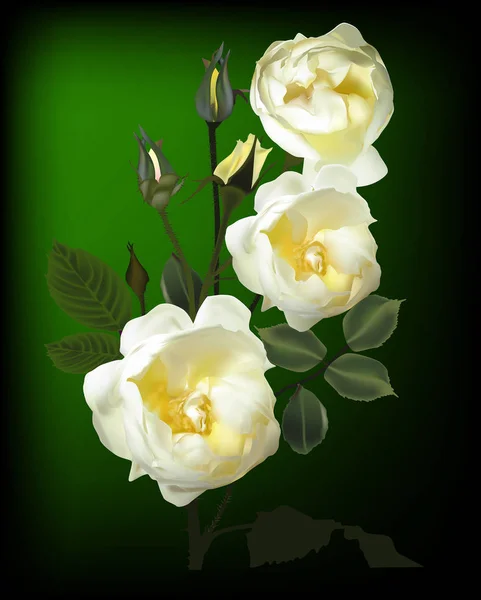 Ilustrace Bílými Květy Růže Zeleném Pozadí — Stockový vektor