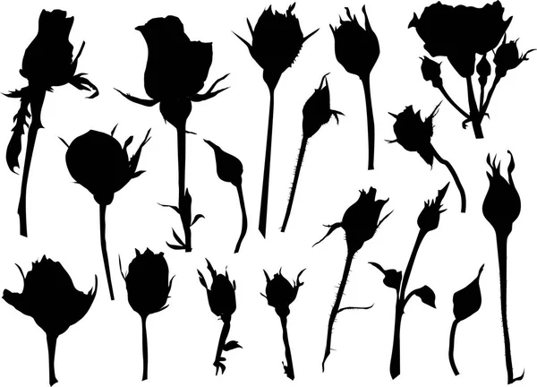 Illustration Black Roses Sketches Isolated White Background — Stock Vector