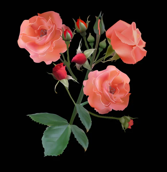 Illustration Mit Rosenblüte Isoliert Auf Schwarzem Hintergrund — Stockvektor