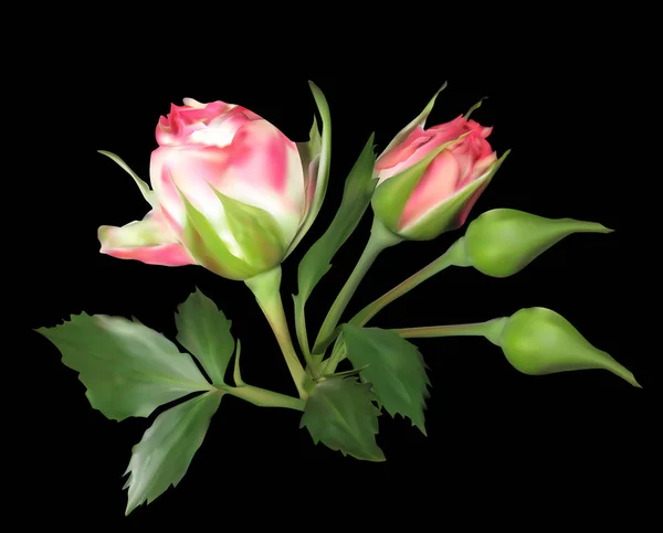 Illustration Rose Flower Isolated Black Background — Stock Vector