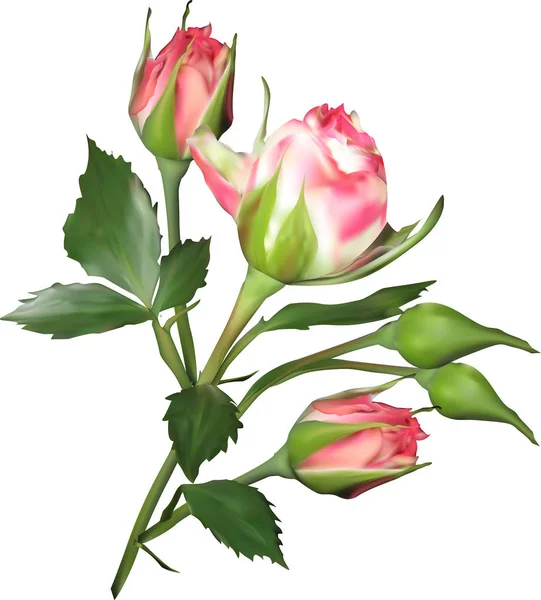 Illustrazione Con Rose Chiare Isolate Sfondo Bianco — Vettoriale Stock