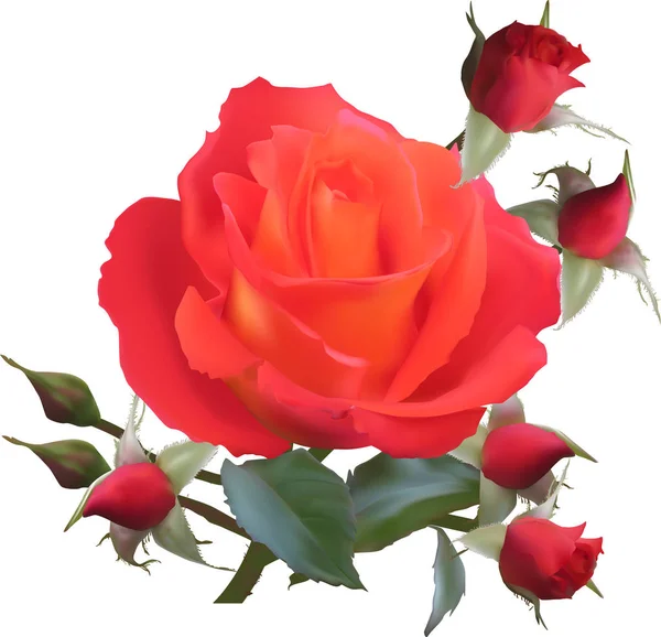 Illustration Avec Fleur Rose Isolée Sur Fond Blanc — Image vectorielle