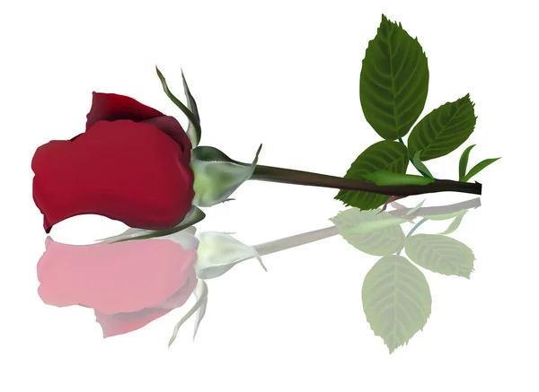 Illustration Single Red Rose Flower Isolated White Background — Stock Vector