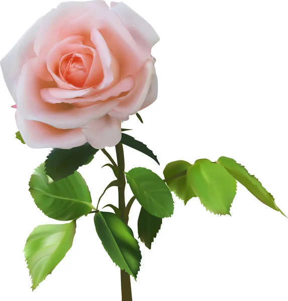 Απεικόνιση Ανοιχτό Κόκκινο Τριαντάφυλλο Απομονωμένο Λευκό Φόντο — Διανυσματικό Αρχείο