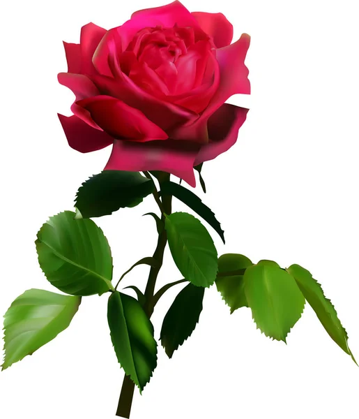 Illustrazione Con Singolo Fiore Rosa Rossa Isolato Sfondo Bianco — Vettoriale Stock