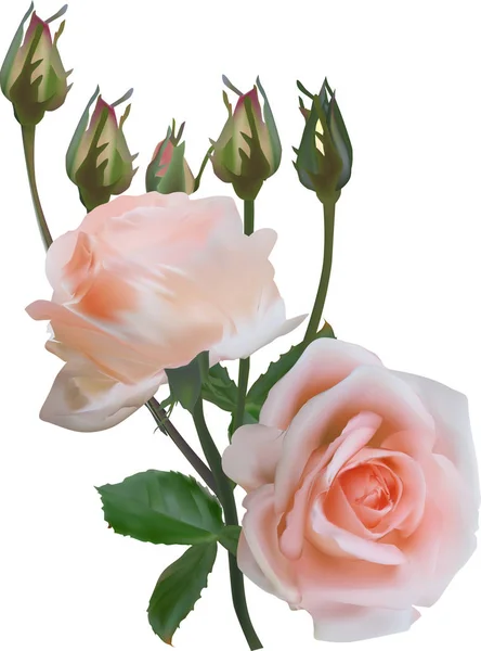 Illustration Mit Hellroter Rose Und Knospen Auf Weißem Hintergrund — Stockvektor