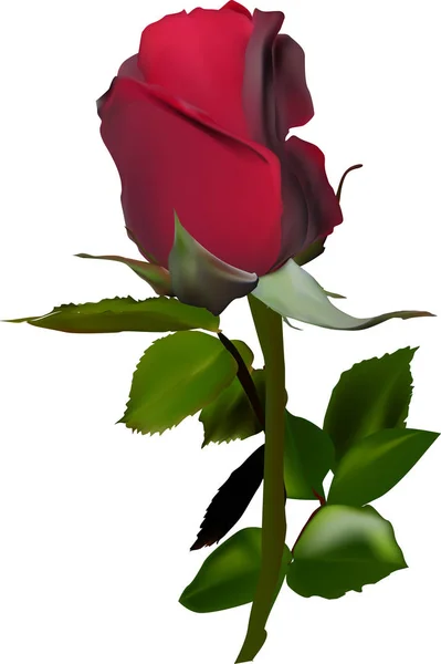 Ilustrace Jednou Červenou Růží Květiny Izolované Bílém Pozadí — Stockový vektor