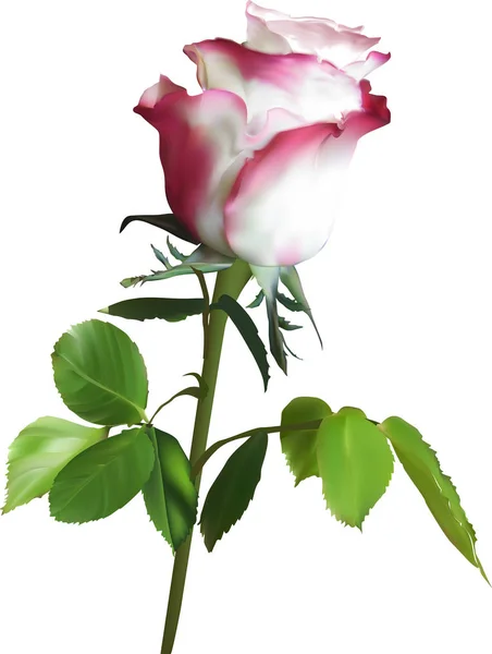 Illustration Single Pink Rose Flower Isolated White Background — Stock Vector