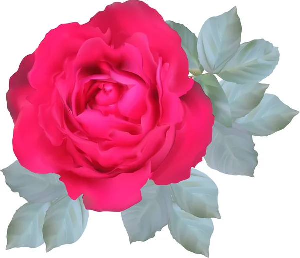 Illustration Avec Rose Rose Isolé Sur Fond Blanc — Image vectorielle