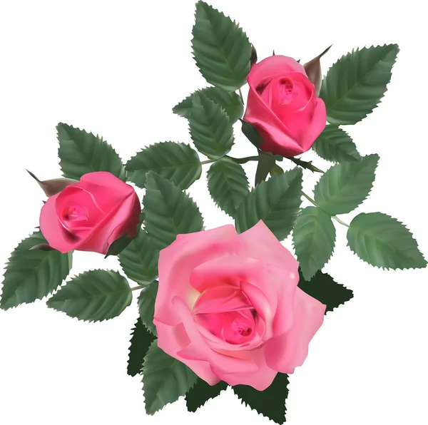 Illustration Light Roses Isolated White Background — Stock Vector