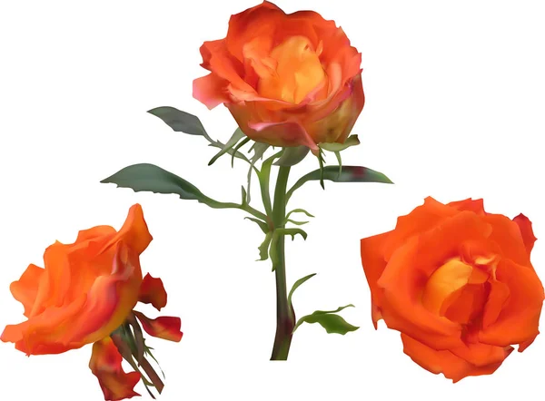 Illustration Mit Orangen Rosenblüten Isoliert Auf Weißem Hintergrund — Stockvektor