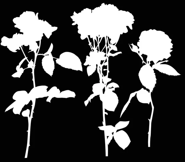 Illustration Avec Trois Fleurs Blanches Rose Isolées Sur Fond Noir — Image vectorielle