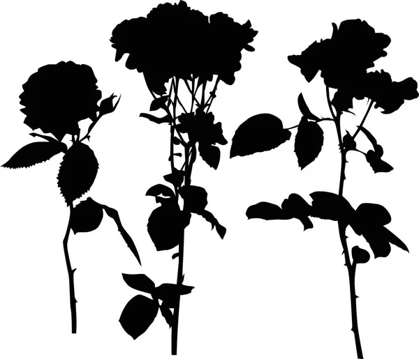 Ilustración Con Tres Rosas Negras Aisladas Sobre Fondo Blanco — Archivo Imágenes Vectoriales