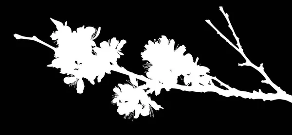 Ilustración Con Flores Cerezo Aisladas Sobre Fondo Negro — Vector de stock