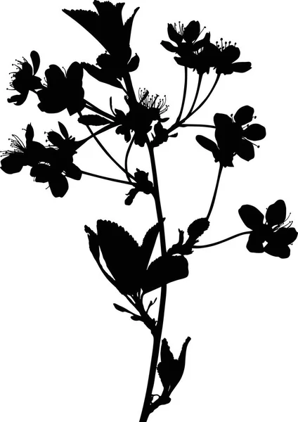 Illustration Avec Des Fleurs Cerisier Isolé Sur Fond Blanc — Image vectorielle