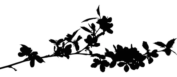 Illustration Med Körsbärsträd Blommor Isolerad Vit Bakgrund — Stock vektor