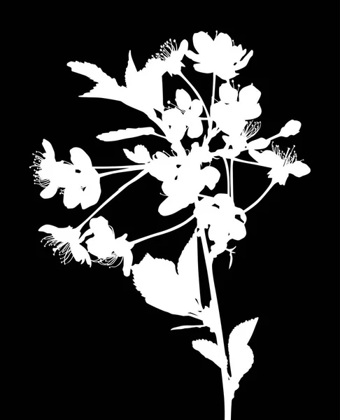 Ilustración Con Flores Cerezo Aisladas Sobre Fondo Negro — Archivo Imágenes Vectoriales