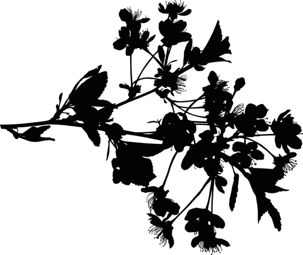 Illustration Med Körsbärsträd Blommor Isolerad Vit Bakgrund — Stock vektor