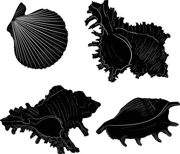 Иллюстрация Четырьмя Черными Набросками Моллюсков Белом Фоне — стоковый вектор