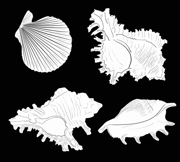 Иллюстрация Четырьмя Белыми Набросками Моллюсков Черном Фоне — стоковый вектор
